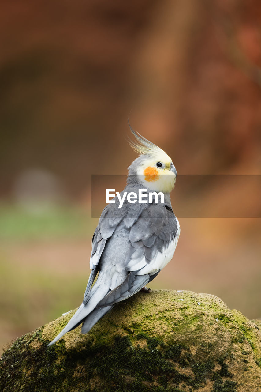 close-up of bird perching outdoors