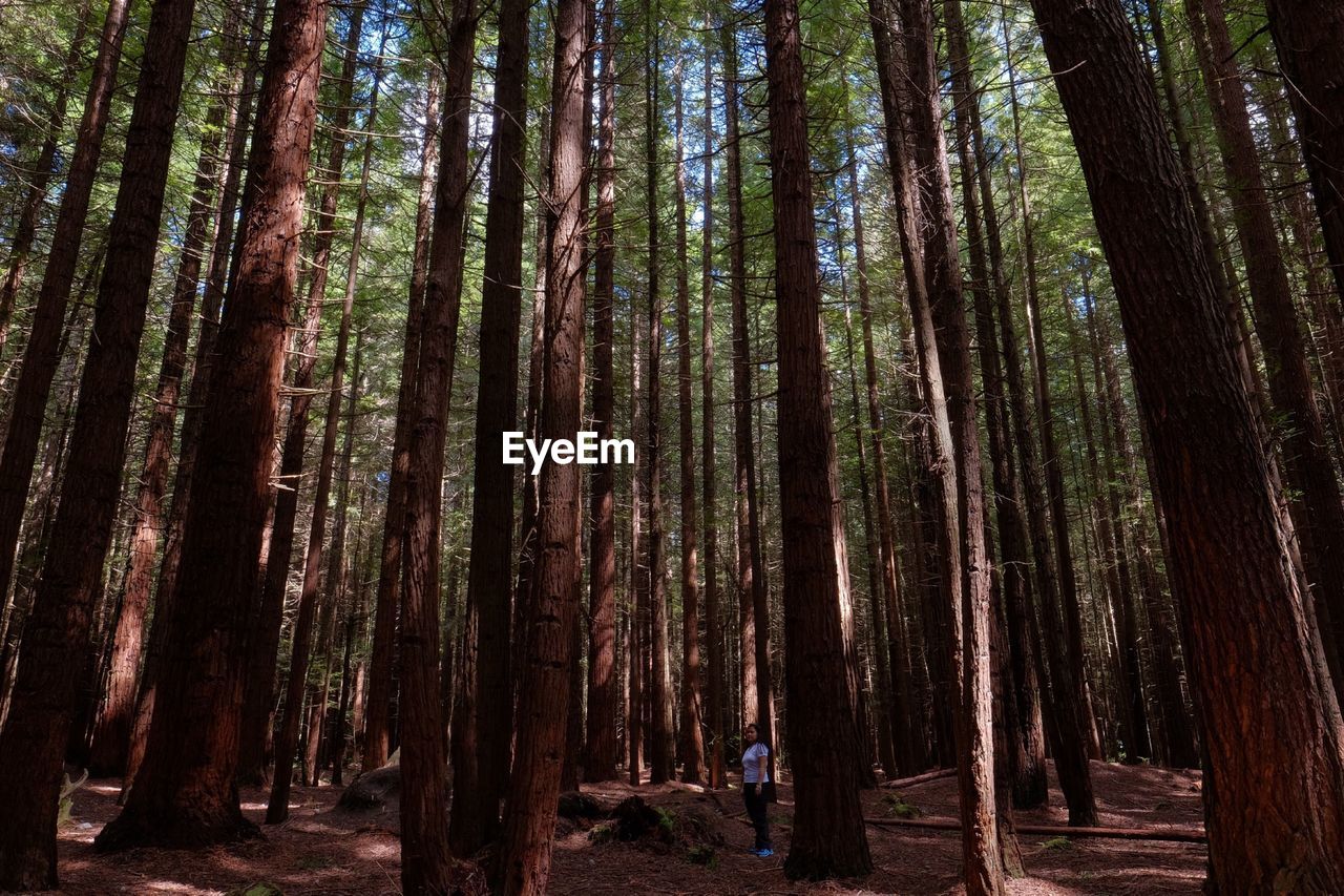 Woman standing amidst trees in forest