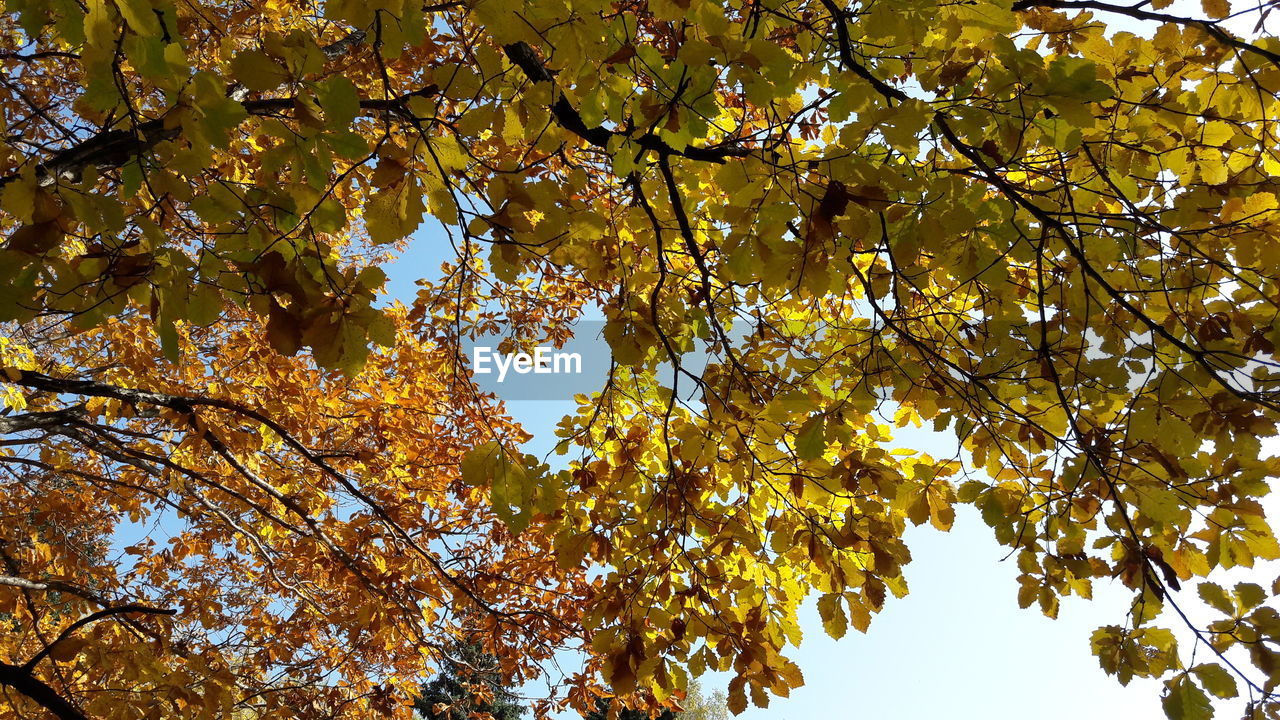 LOW ANGLE VIEW OF AUTUMN TREE AGAINST BLUE SKY