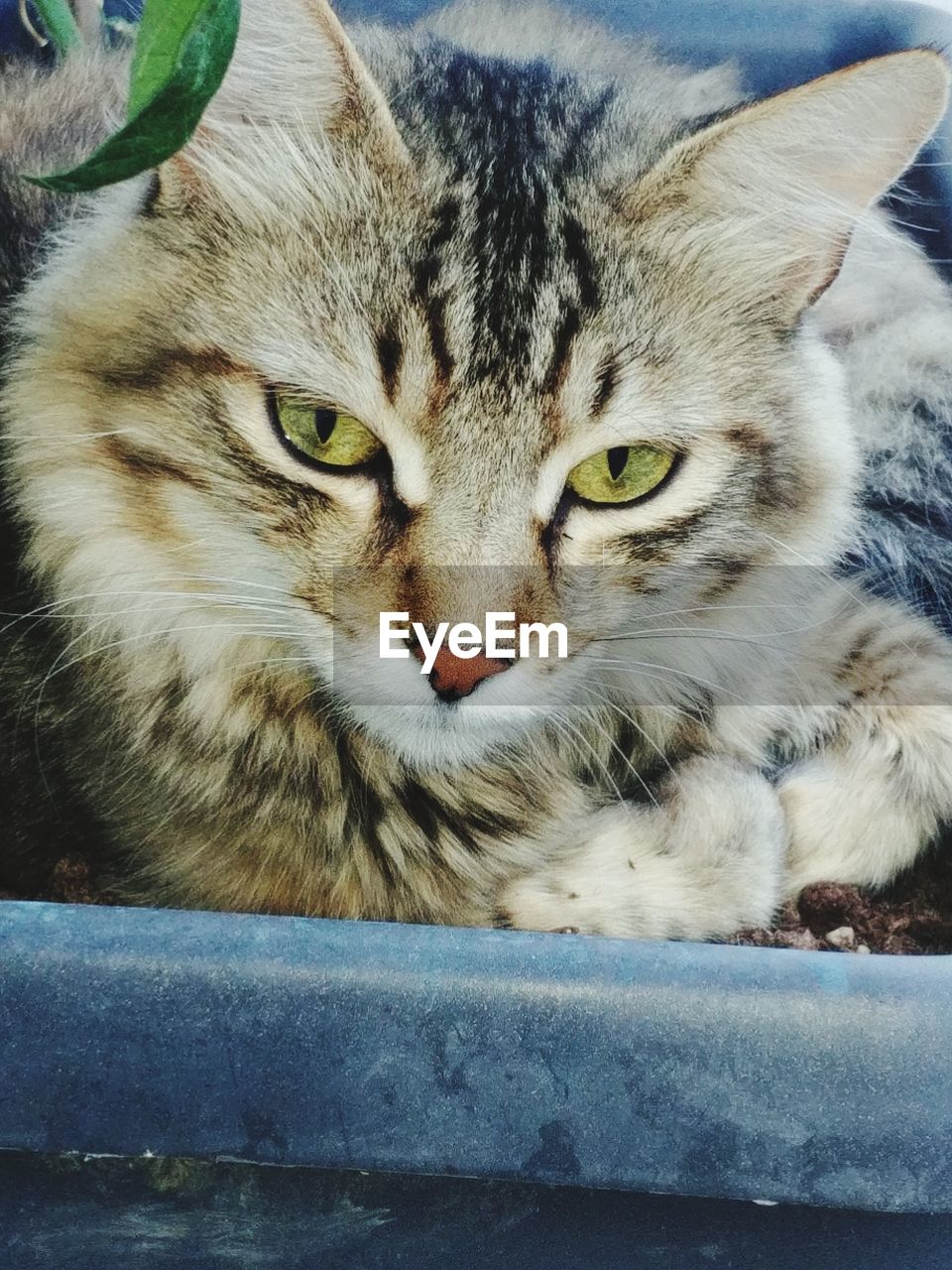 CLOSE-UP PORTRAIT OF CAT WITH EYES