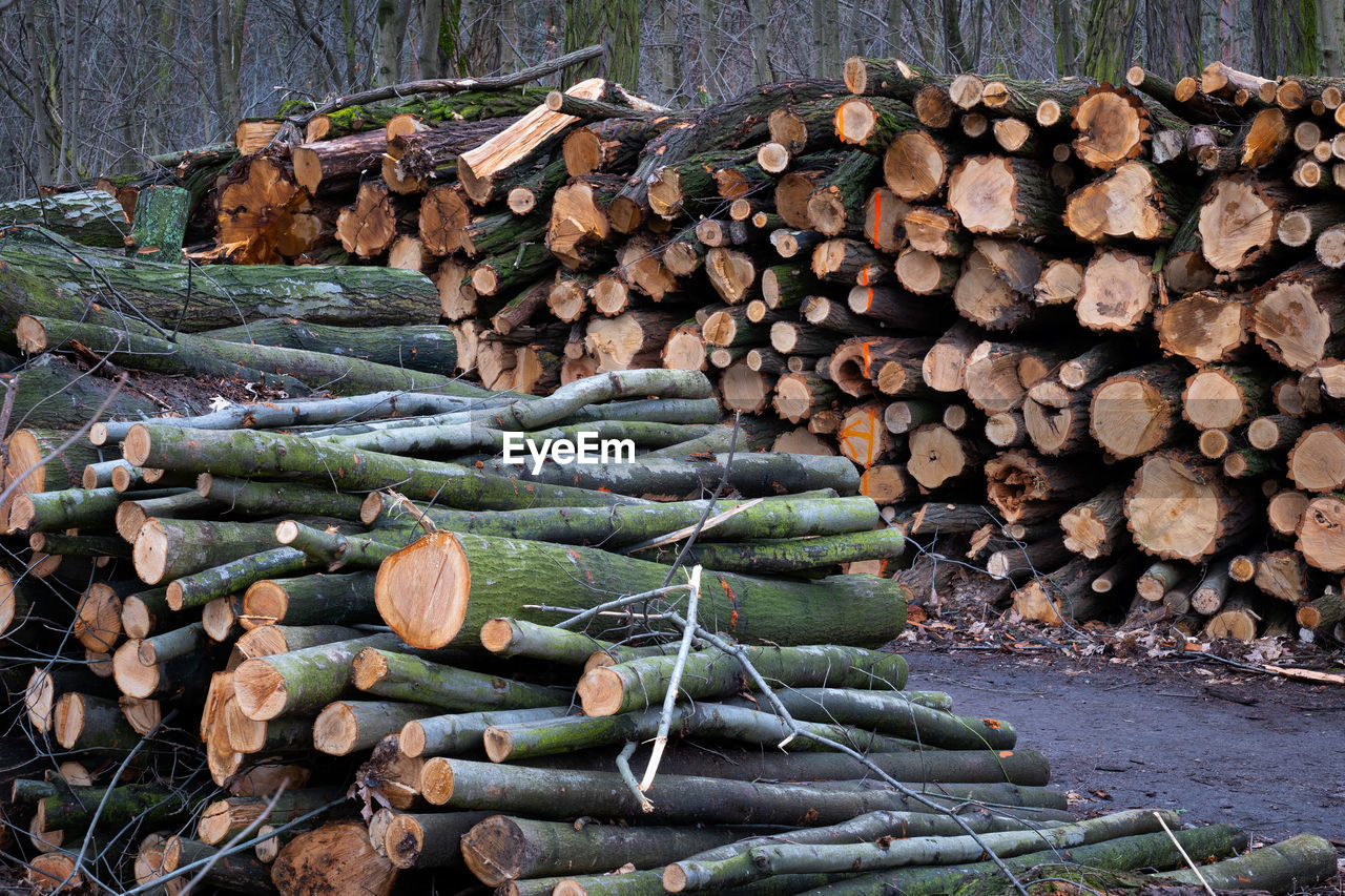 STACK OF LOGS IN THE FOREST