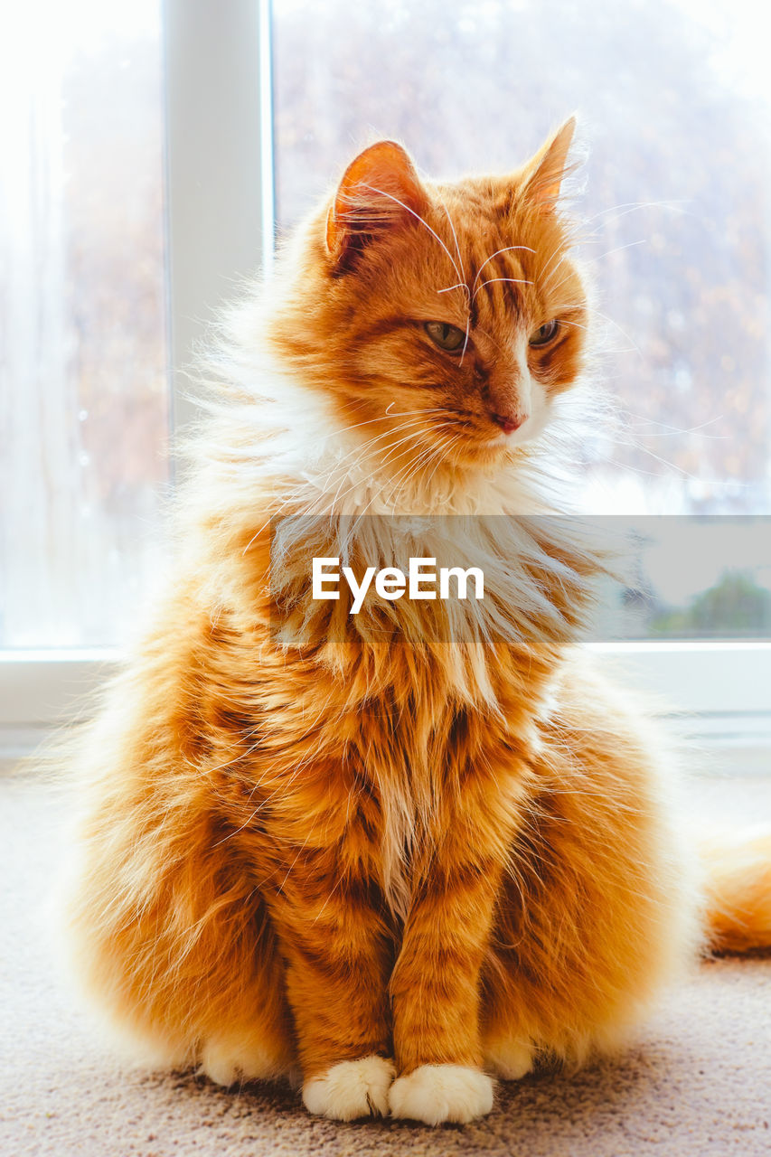 Close-up of cat sitting on window sill