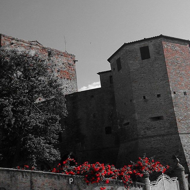 LOW ANGLE VIEW OF RED FLOWERS