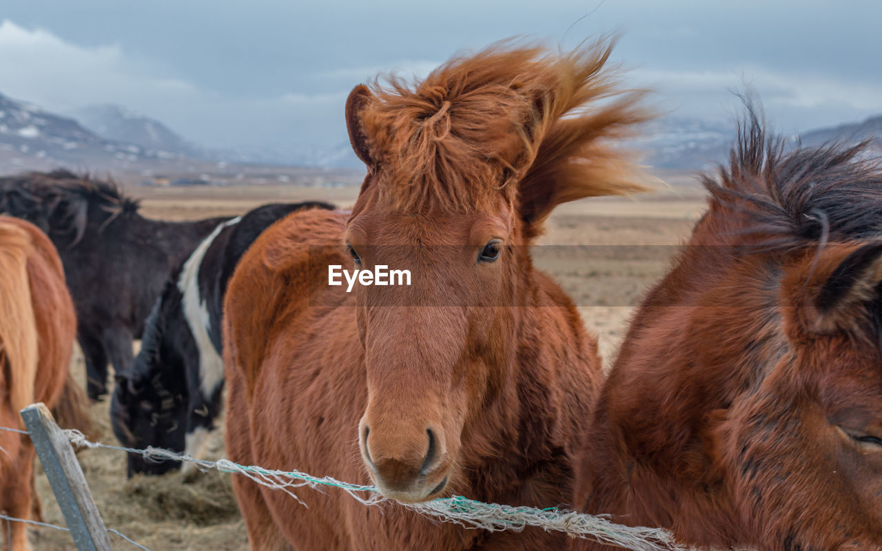 Close-up view of horses approaching the fence