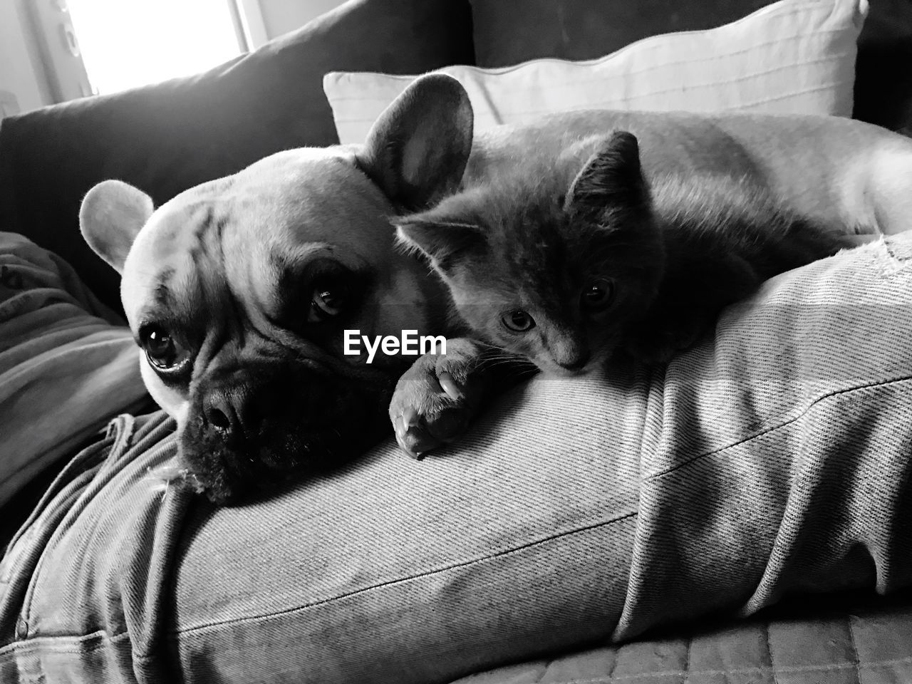 CLOSE-UP PORTRAIT OF A DOG ON BED