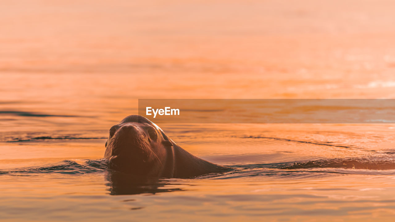 Seal swimming in sea during sunset