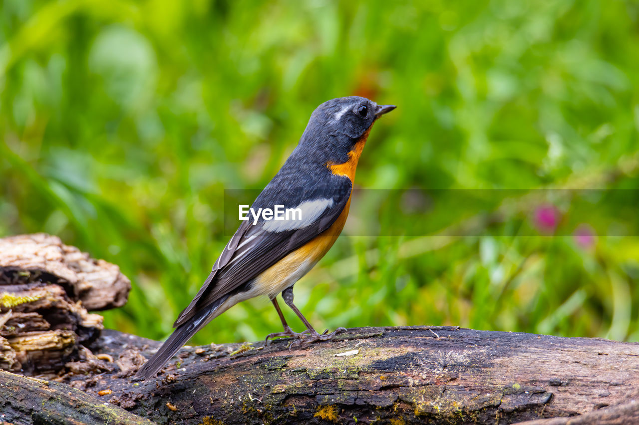 CLOSE-UP OF BIRD PERCHING ON ROCK AGAINST PLANTS