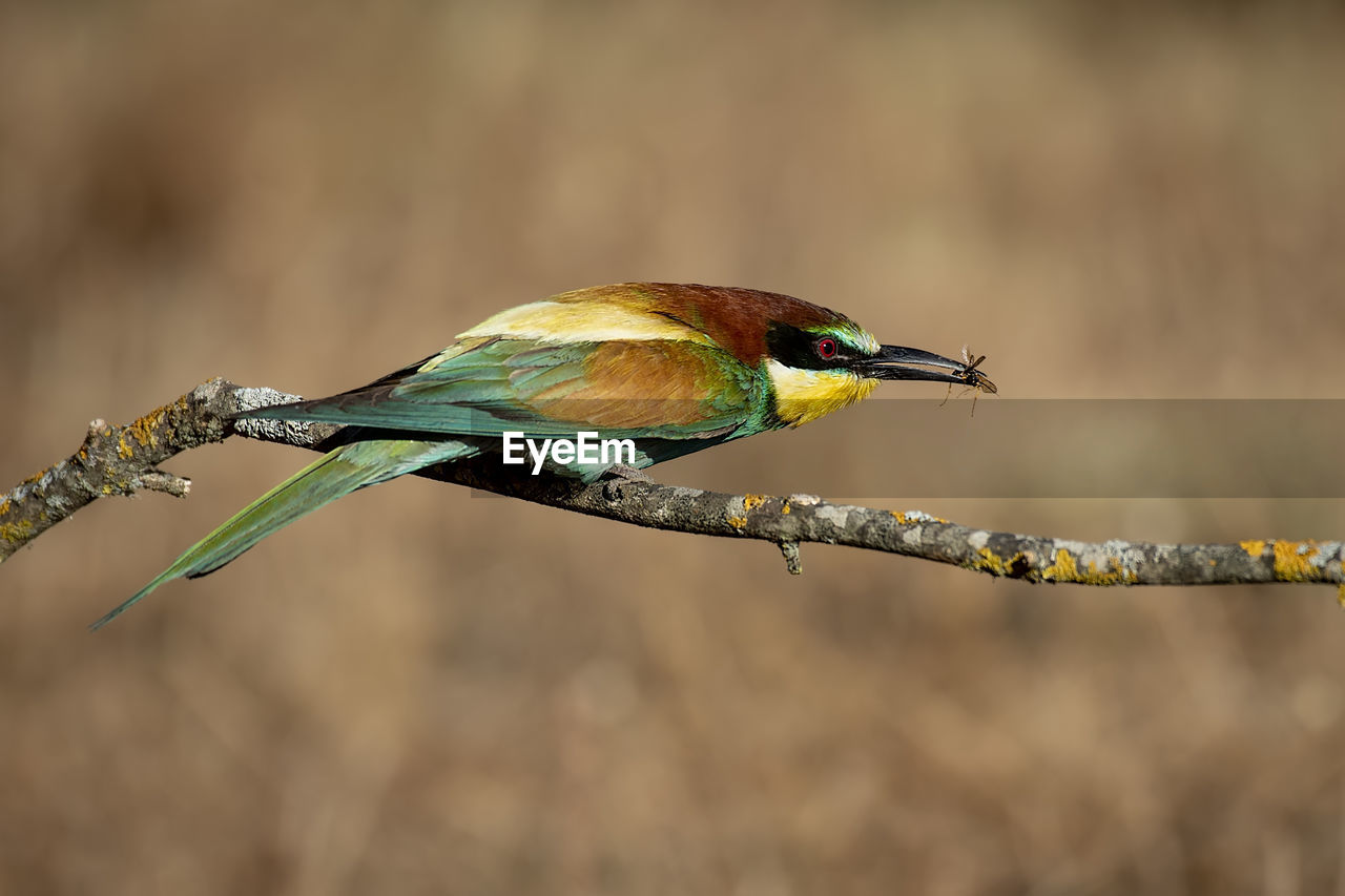 BIRD PERCHING ON BRANCH