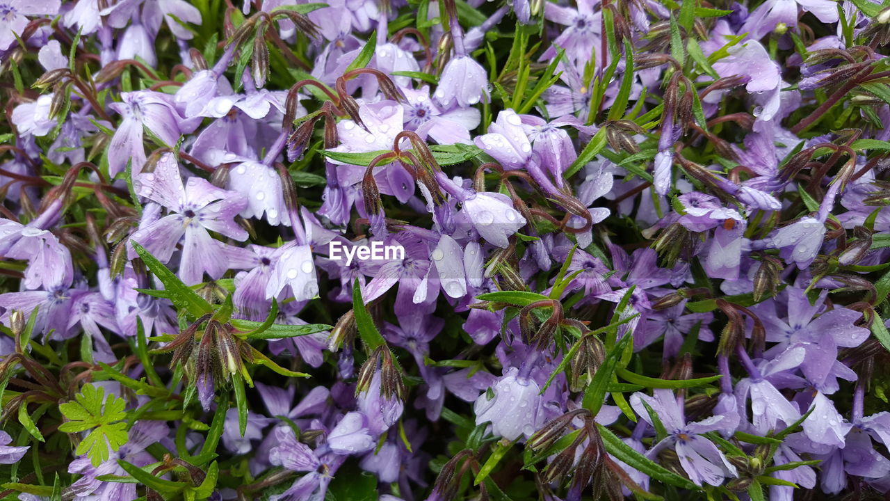 CLOSE-UP OF PURPLE FLOWERS PLANT