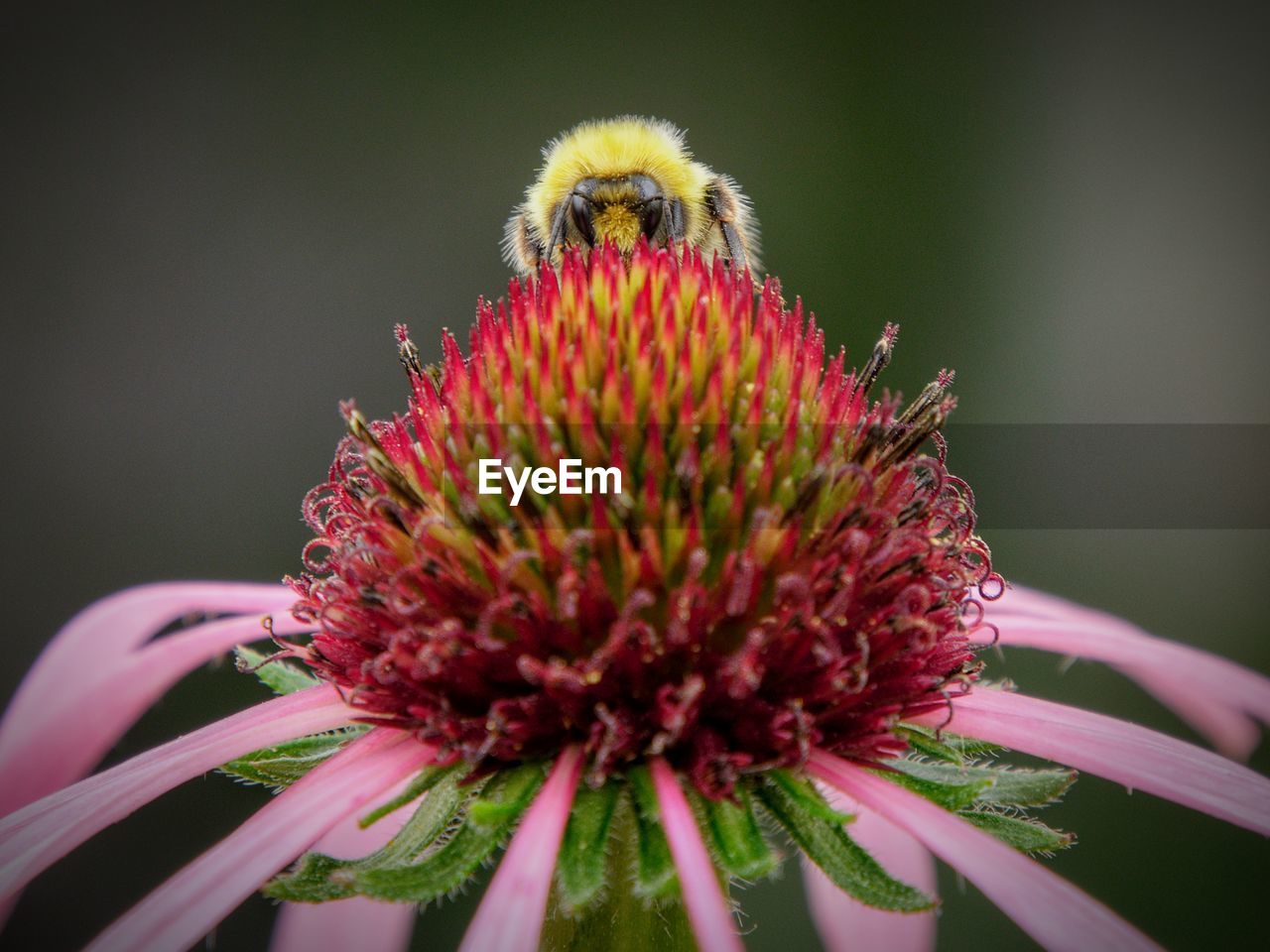 Close-up of bee on pink echinacea pallida flower. peeping over the top and looking at camera.