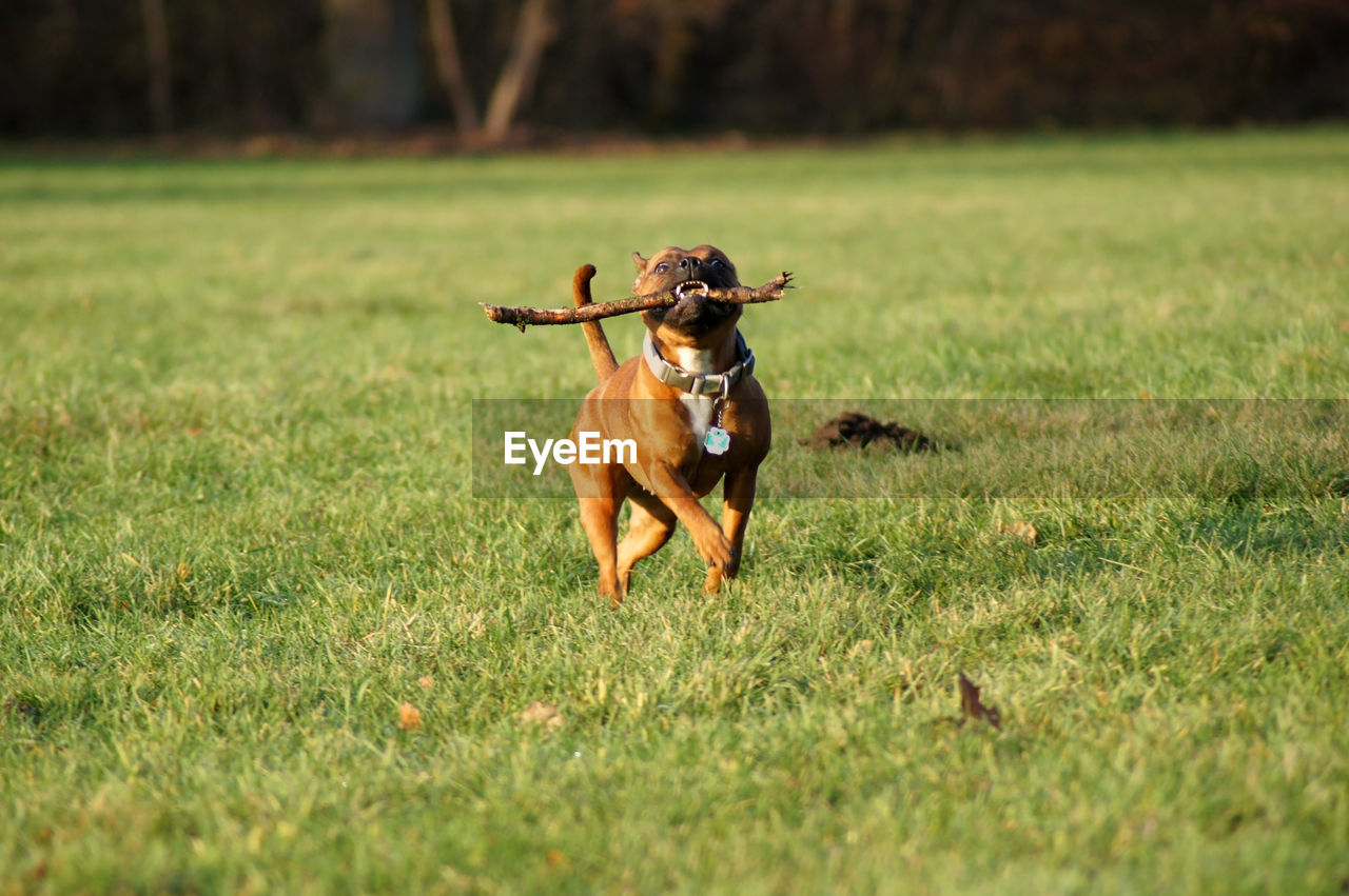 DOG RUNNING IN GRASS