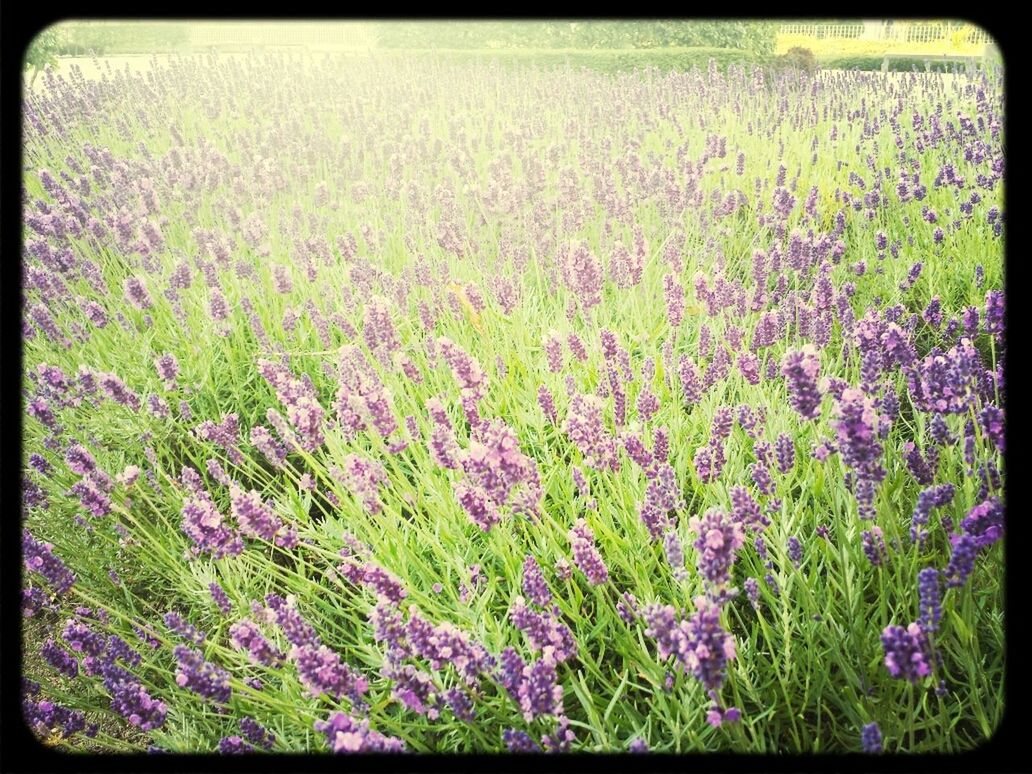 PURPLE FLOWERS GROWING ON FIELD