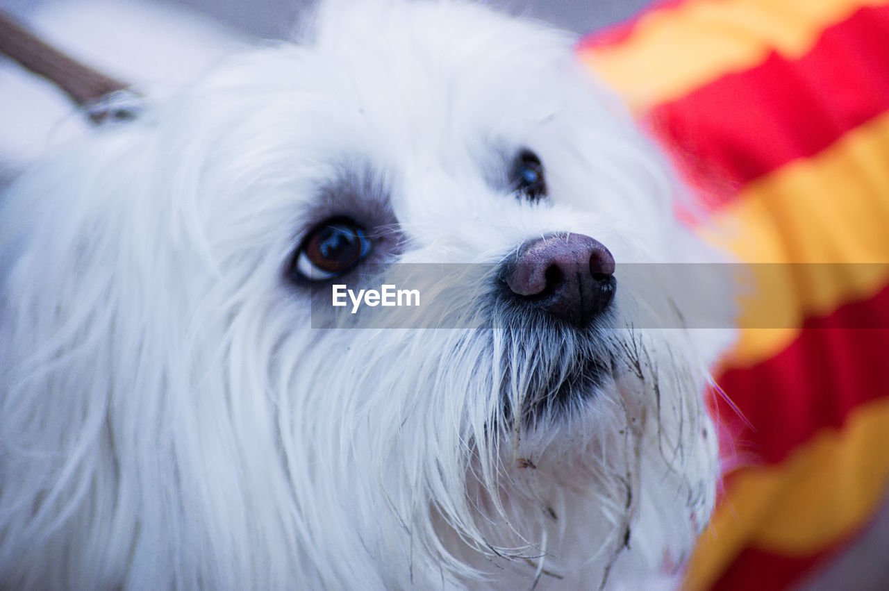 Close-up portrait of white dog