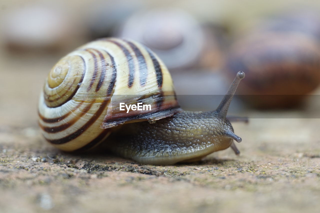 Close-up of snail