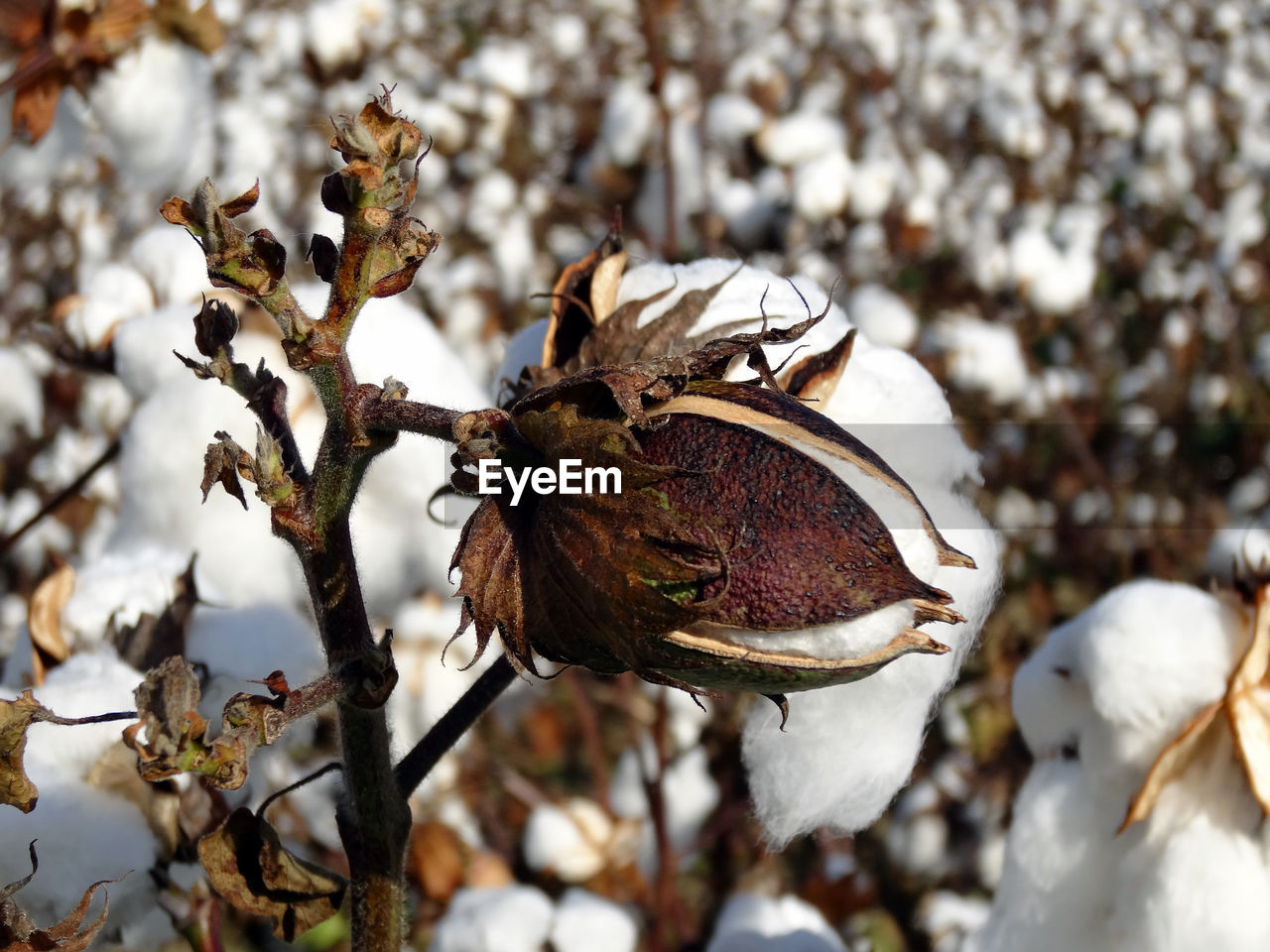 CLOSE-UP OF AN INSECT ON SNOW