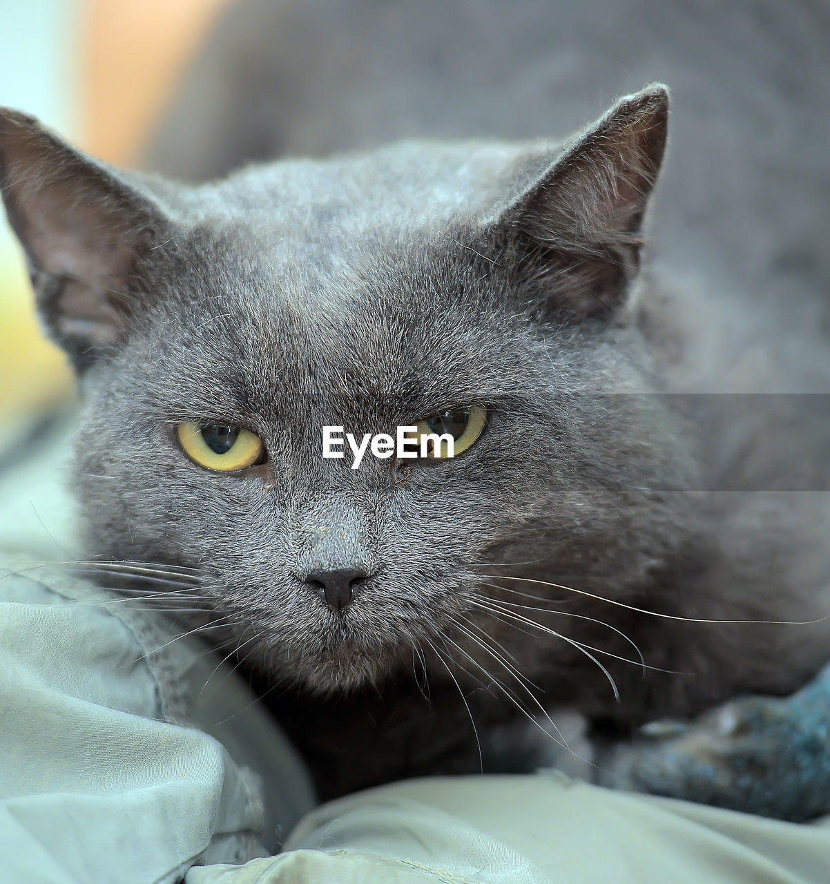 PORTRAIT OF CAT ON BED