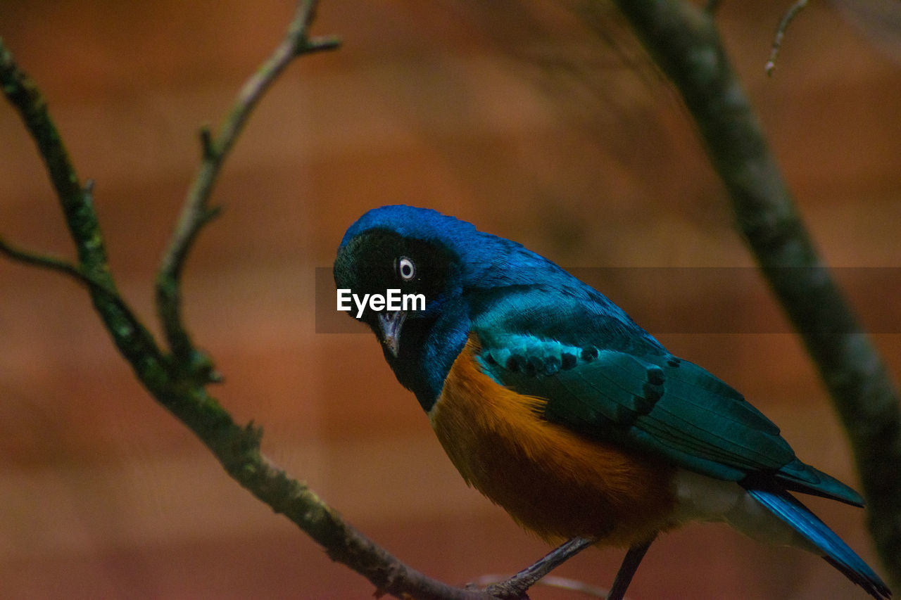 Close-up of bird perching on branch. superb starling.