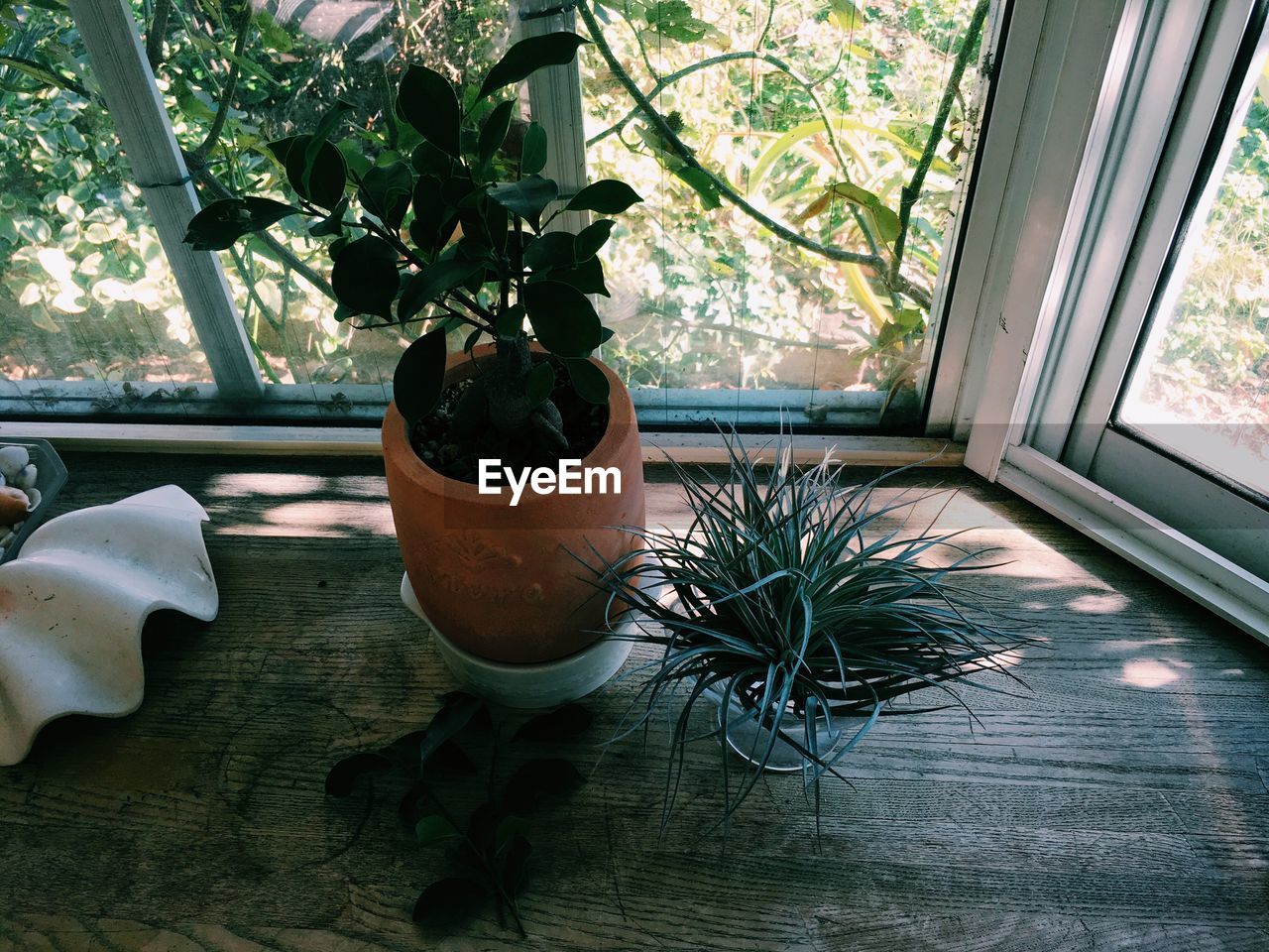 High angle view of potted plants near window