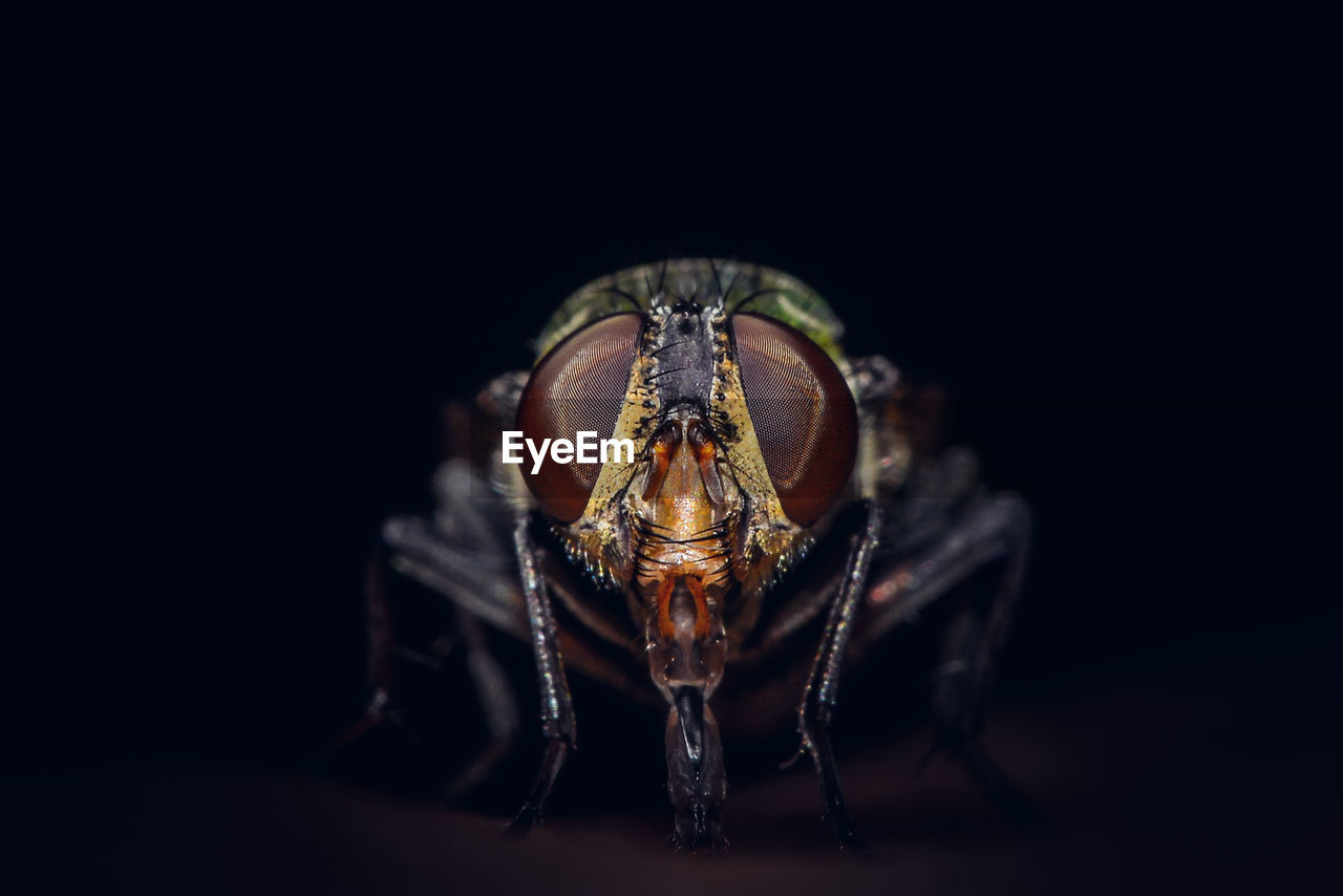 Close-up of insect against black background