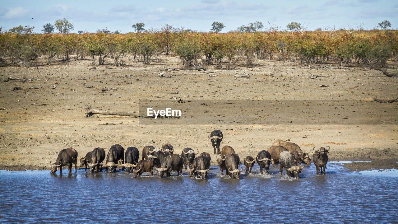 FLOCK OF SHEEP IN A ROW