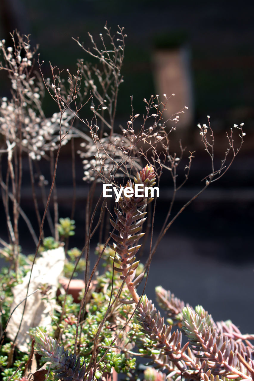 Close-up of dry plant on field