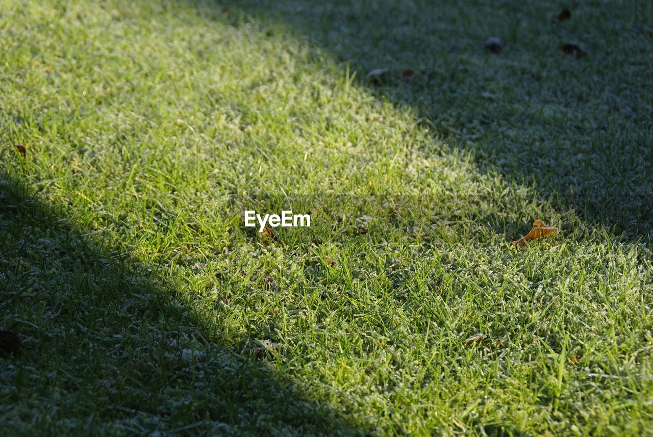 HIGH ANGLE VIEW OF INSECT ON GRASS