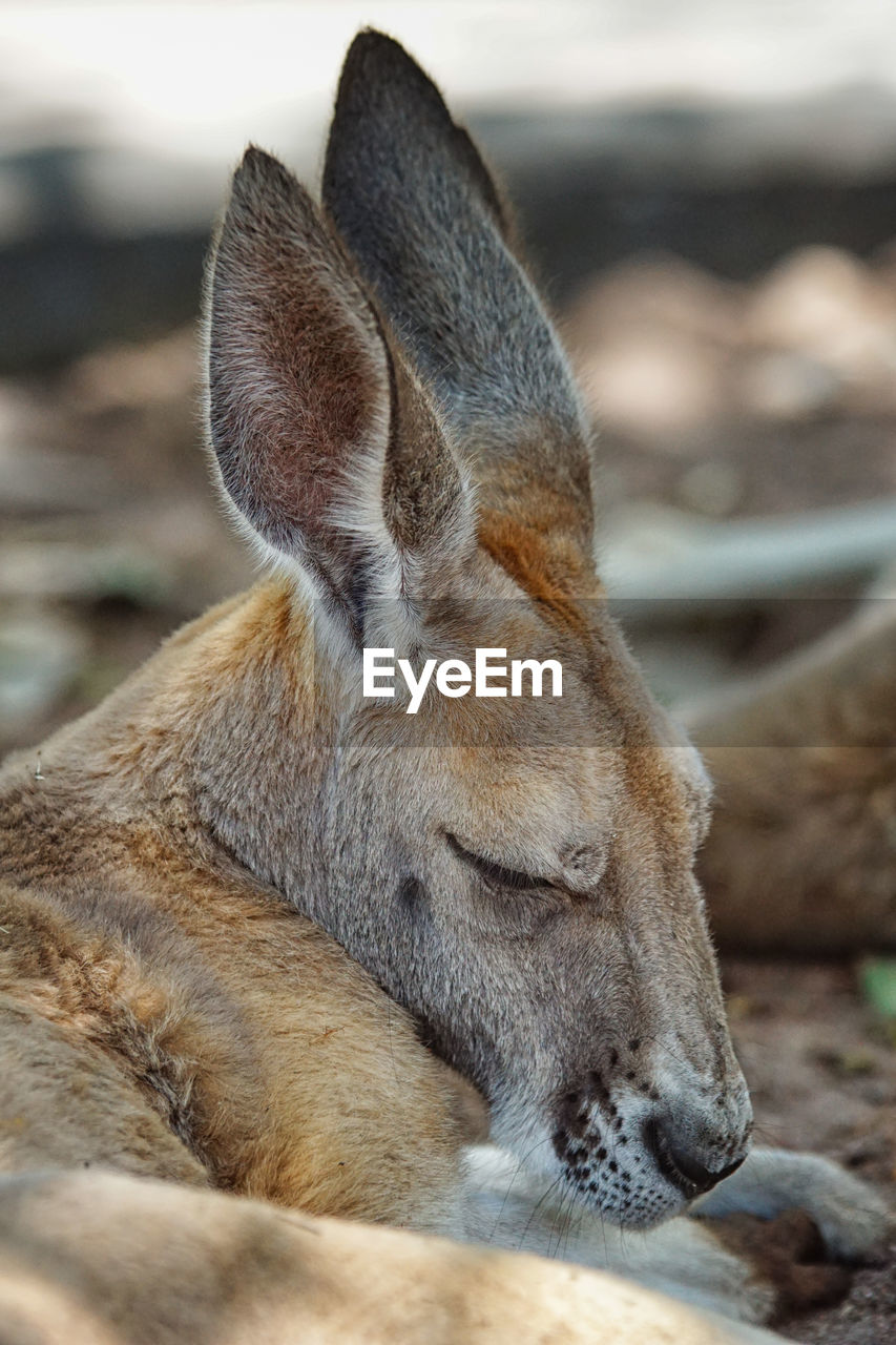 Red kangaroo, macropus rufus, photo was taken in australia