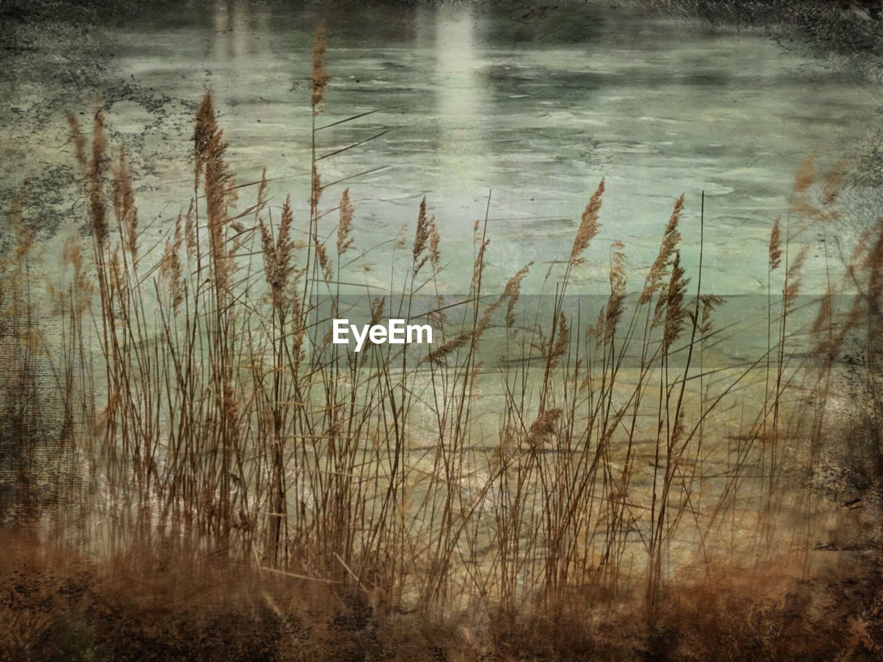 CLOSE-UP OF GRASS ON LAKE