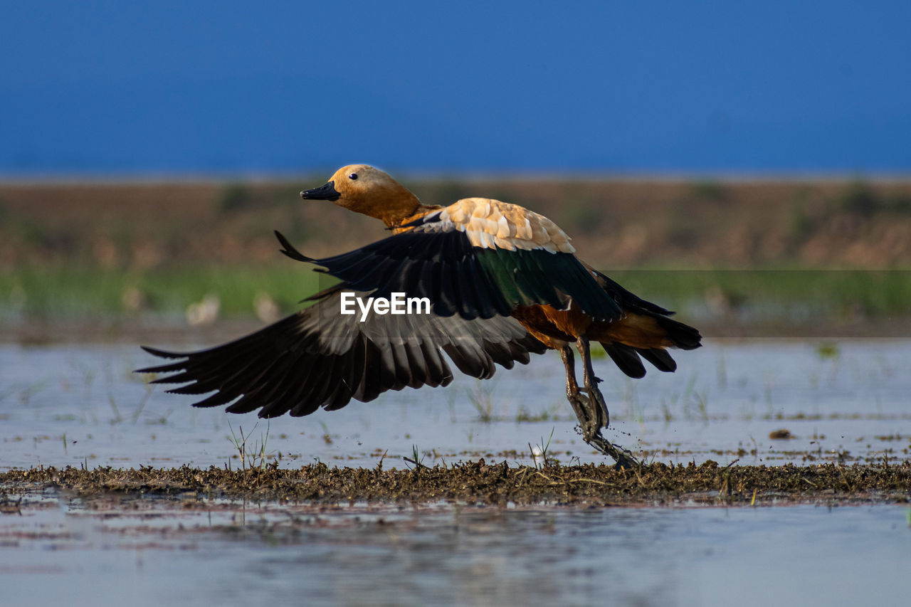 animal themes, animal, bird, animal wildlife, wildlife, flying, water, one animal, spread wings, nature, animal body part, beak, no people, bird of prey, water bird, outdoors, motion, wetland, sky, lake, day, animal wing, side view, wing