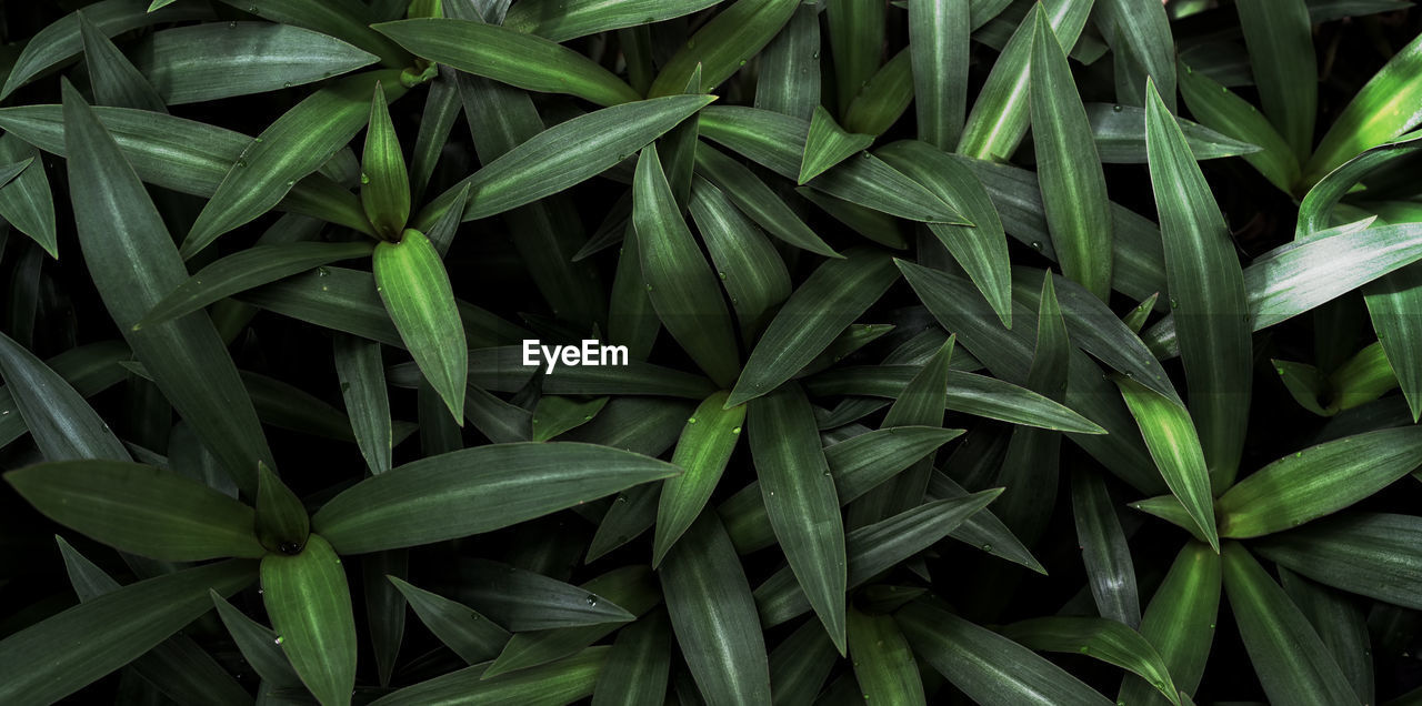 CLOSE-UP OF GREEN LEAVES