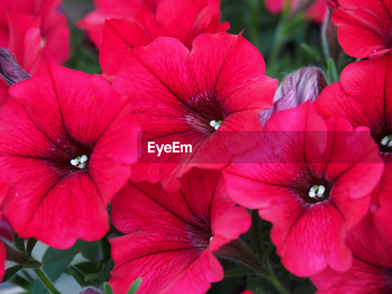 CLOSE-UP OF RED FLOWERING PLANT