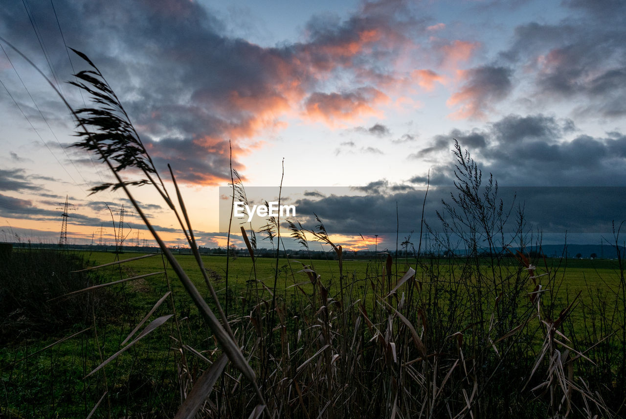 PLANTS GROWING ON FIELD DURING SUNSET