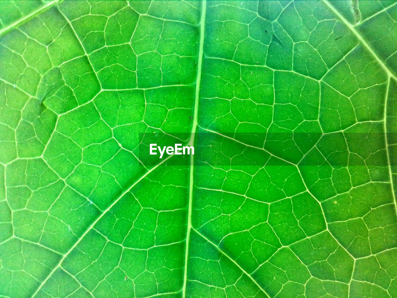 FULL FRAME SHOT OF GREEN LEAVES