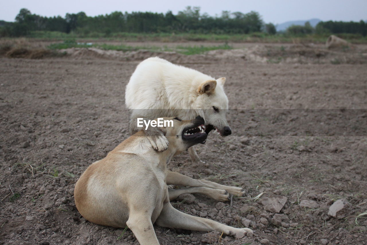 VIEW OF A DOG ON THE LAND