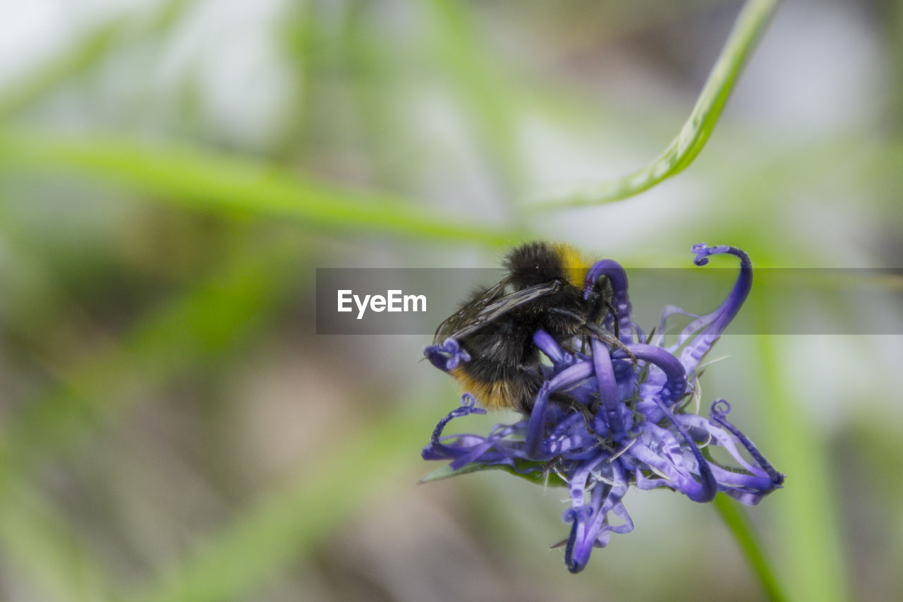 CLOSE-UP OF INSECT ON FLOWER