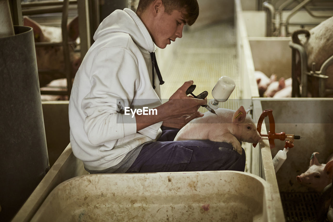 Teenage boy vaccinating piglet with syringe at pigpen