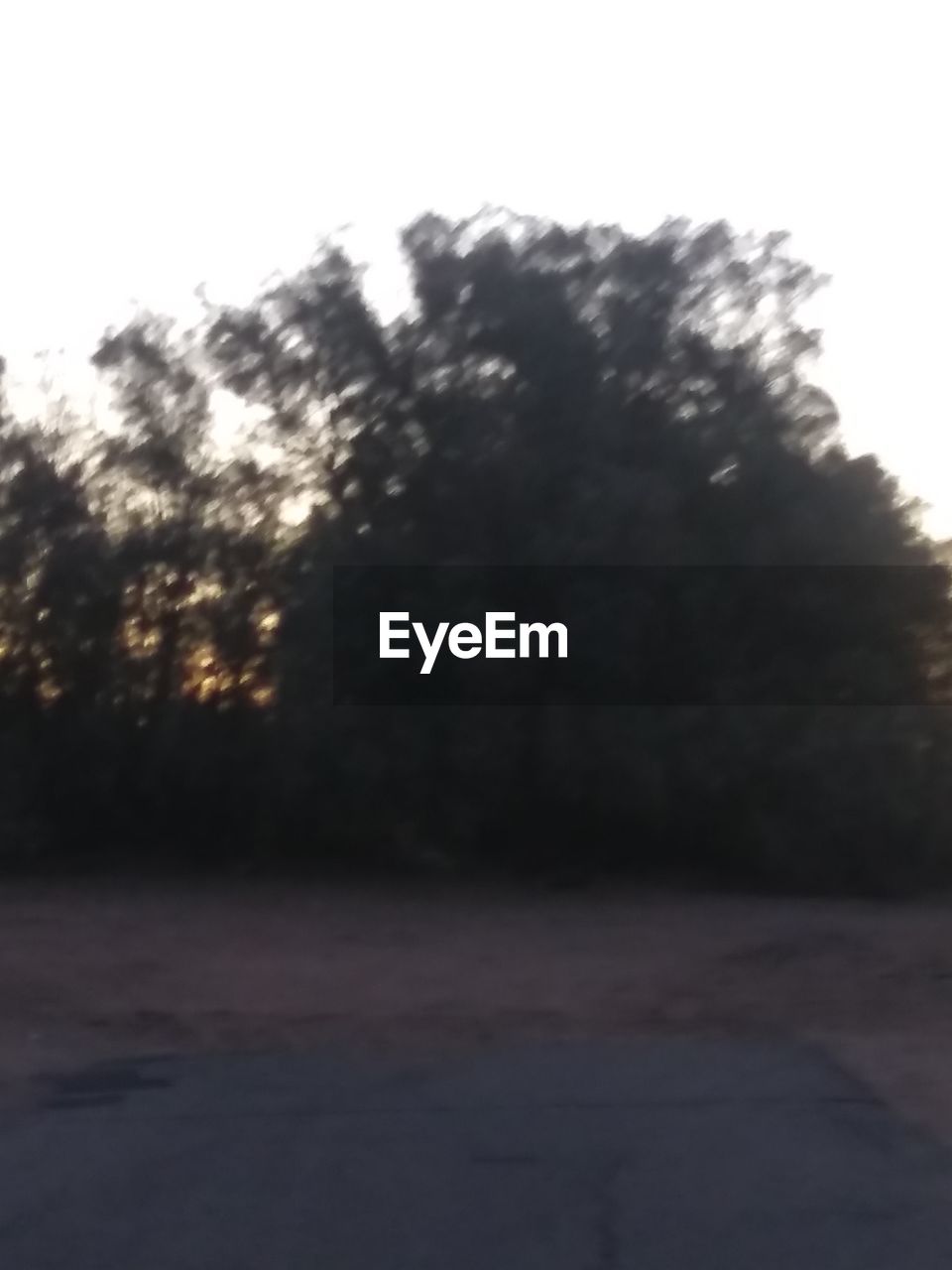 DEFOCUSED IMAGE OF TREES ON FIELD