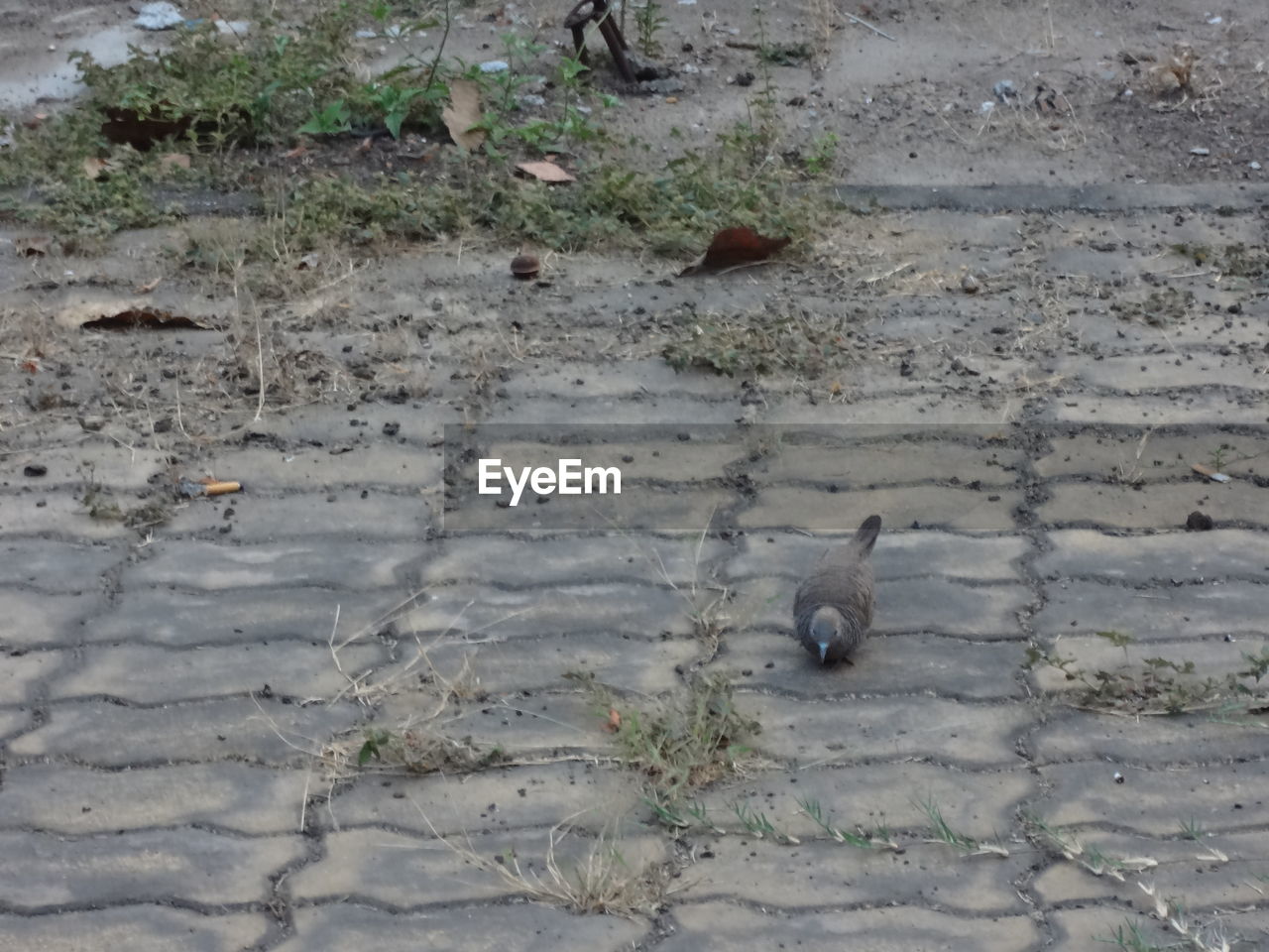 HIGH ANGLE VIEW OF SNAKE ON COBBLESTONE