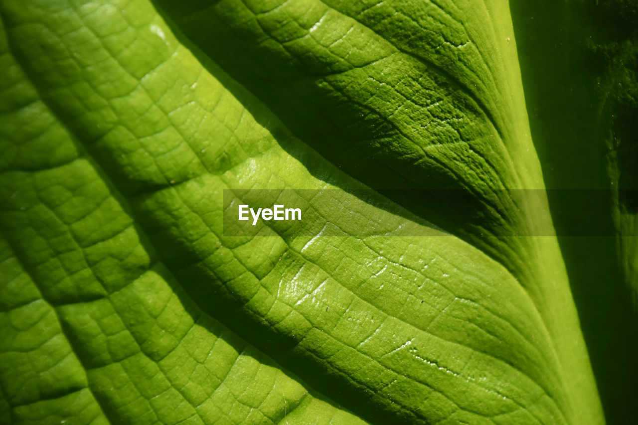 Full frame shot of leaf