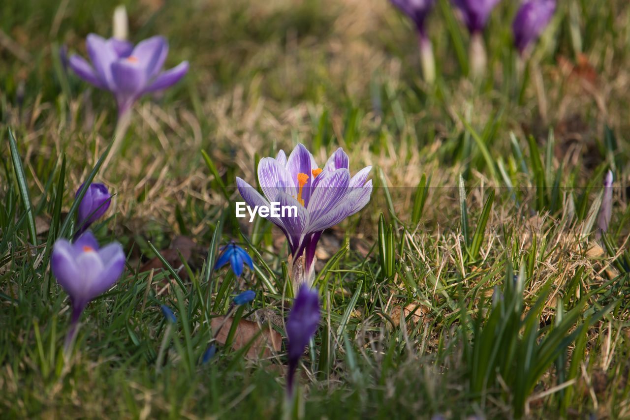 CLOSE-UP OF PURPLE CROCUS FLOWERS ON LAND