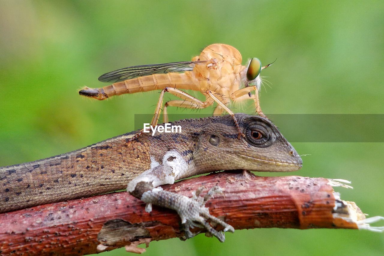 Close-up of insect on lizard on tree