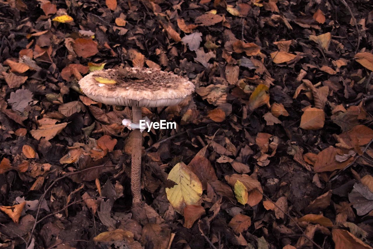 CLOSE-UP OF MUSHROOMS ON DRY LEAVES