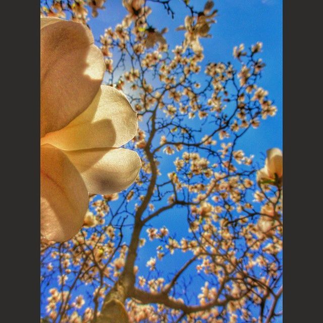 LOW ANGLE VIEW OF FLOWERS ON TREE