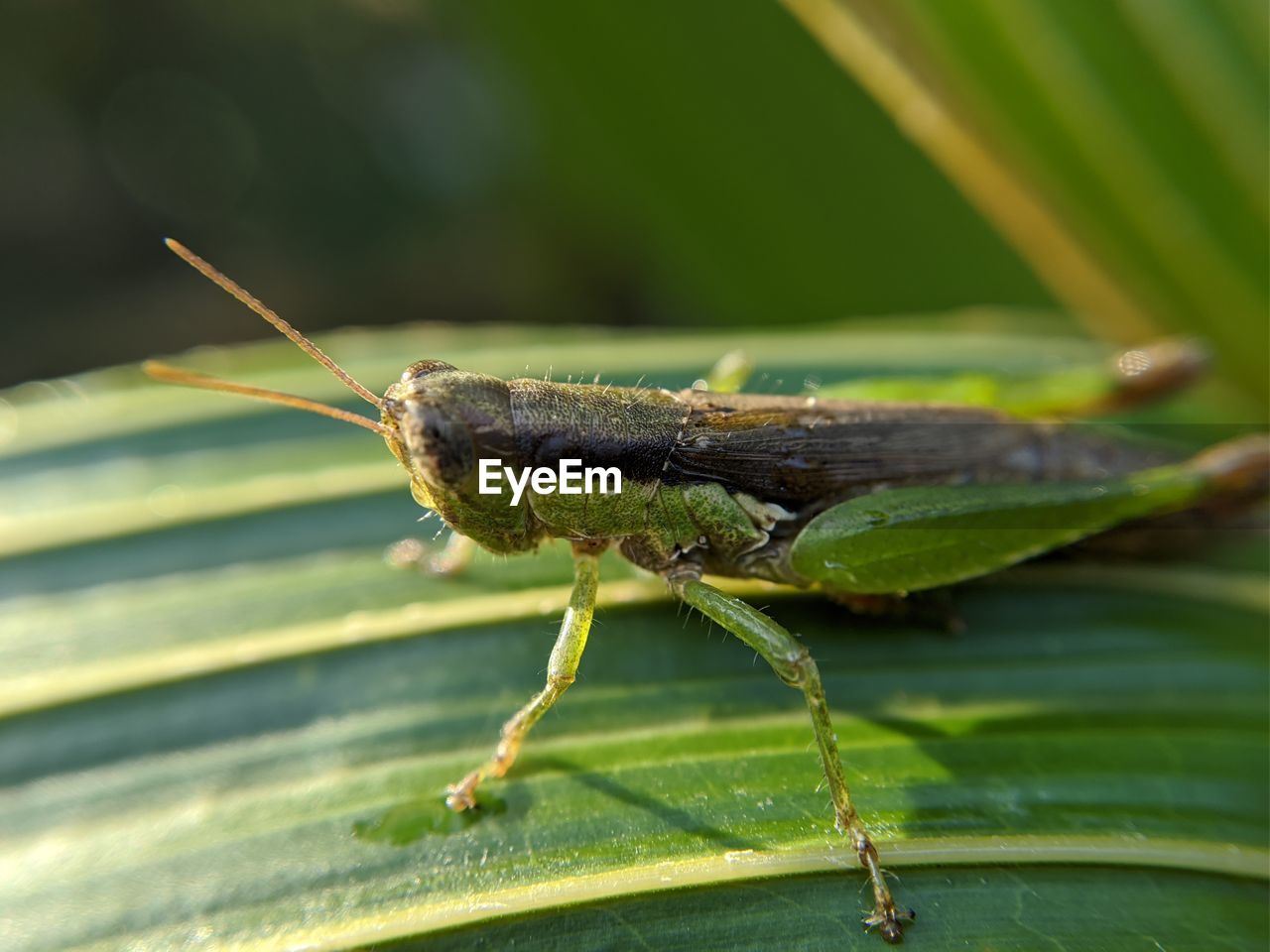 animal themes, animal, animal wildlife, one animal, insect, wildlife, green, nature, close-up, leaf, plant part, grasshopper, macro photography, animal body part, no people, plant, macro, outdoors, plant stem, day, focus on foreground, full length, environment