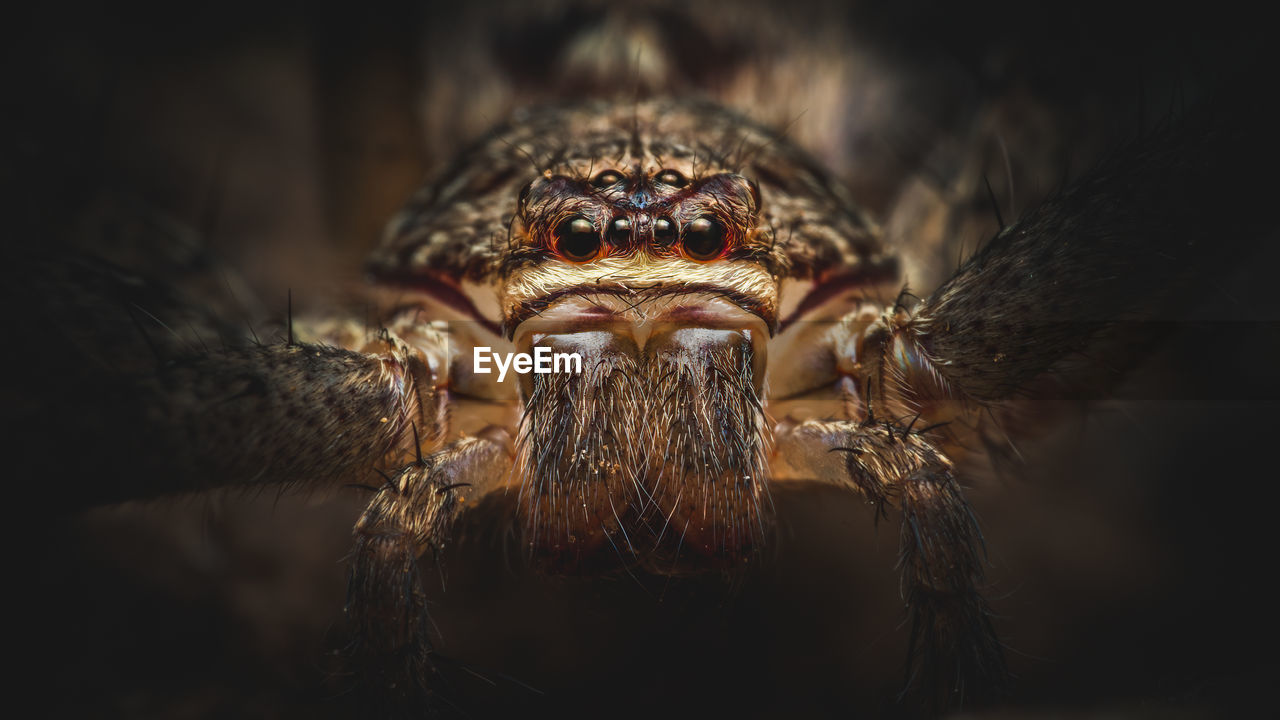 A portrait of a giant crab spider, a species of huntsman spiders.