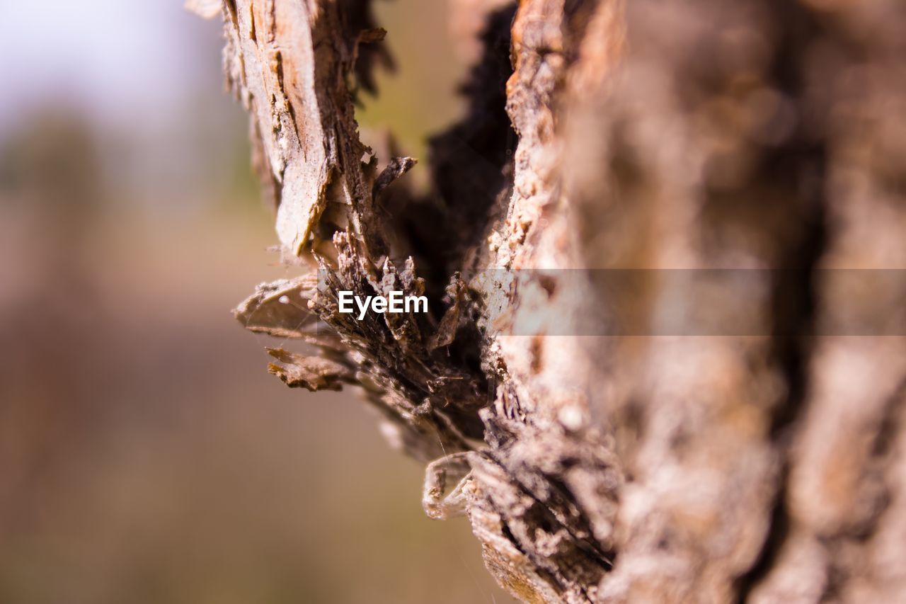 Extreme close-up of tree trunk