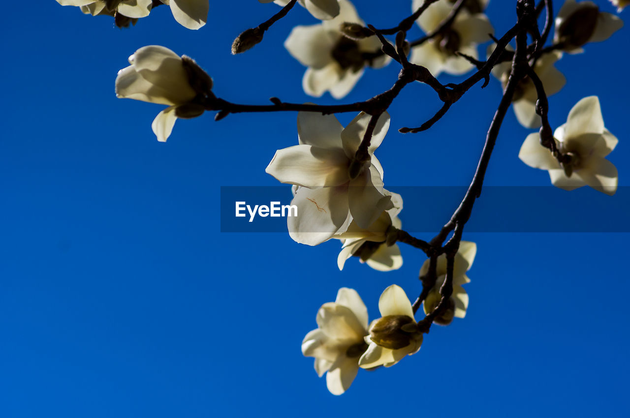 Low angle view of white flowering plants against blue sky