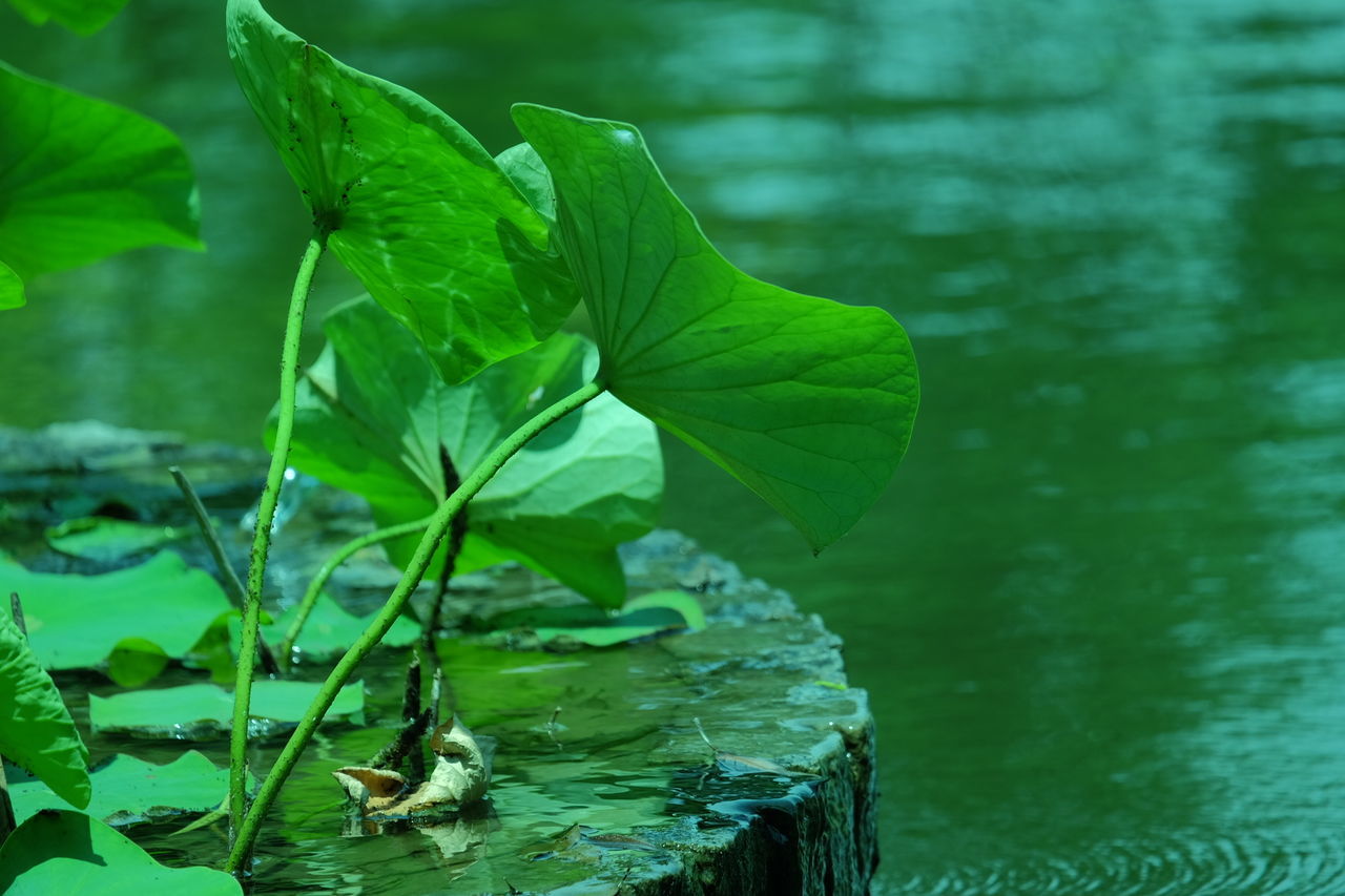 Close-up of green leaves on rock by river