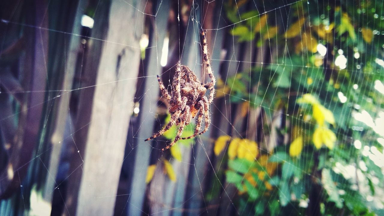 Close-up of spider in web