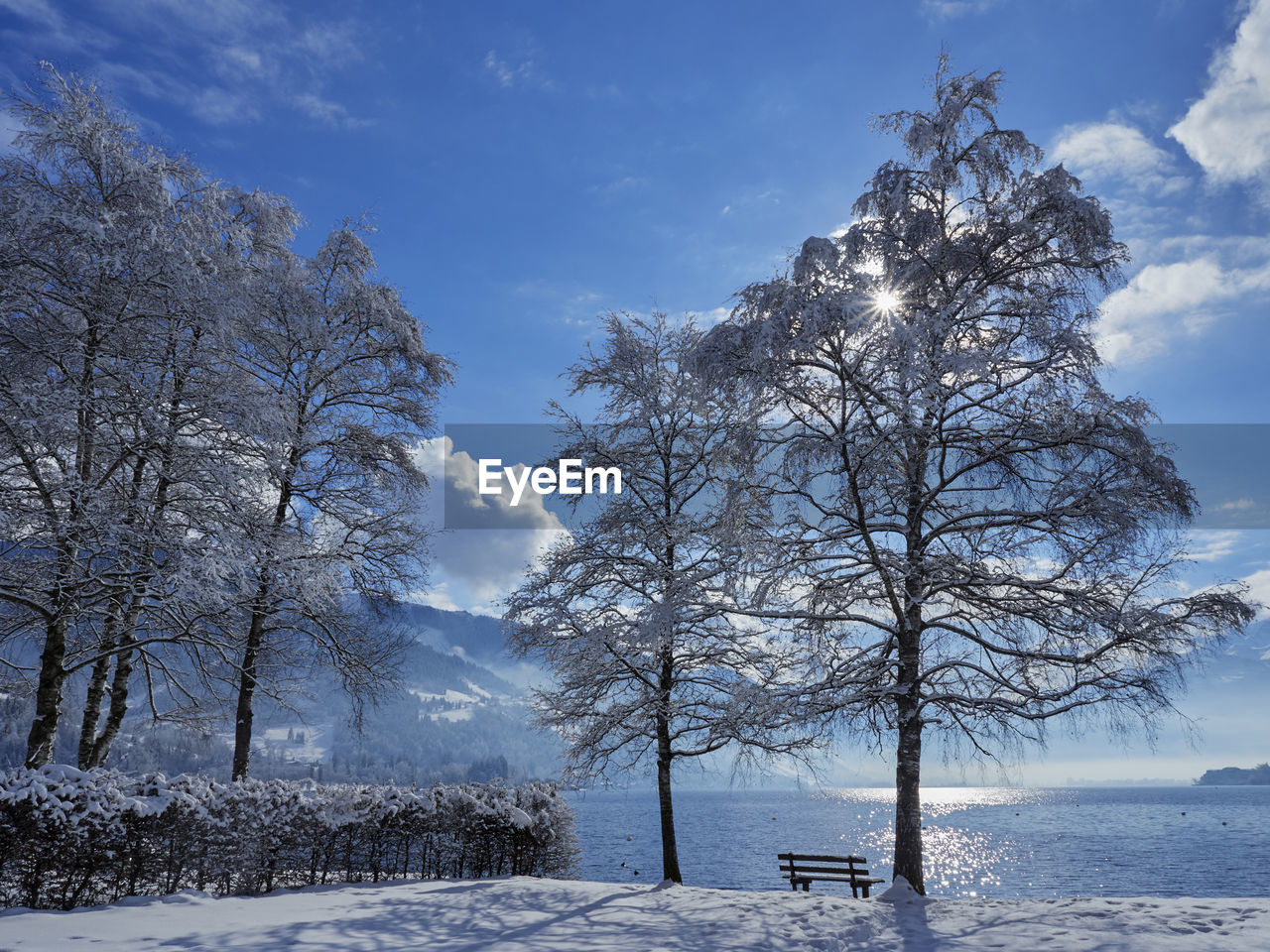 Trees on snow covered landscape against sky